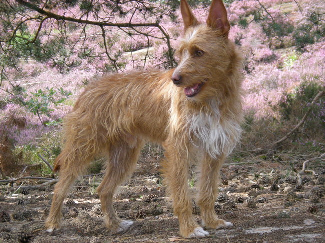 Lekker wandelen op de heide 29-08-2012