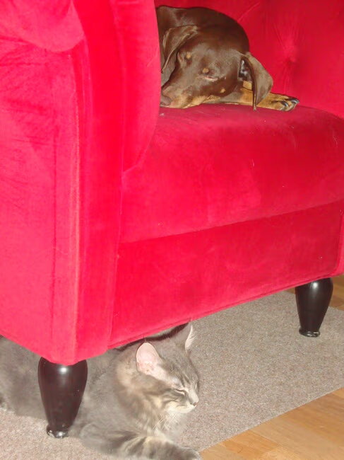 Leven als kat en hond...