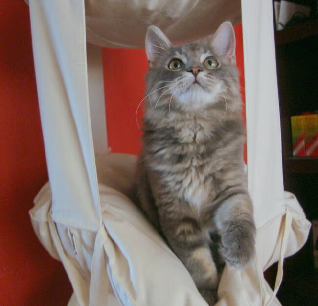 In de trapeze