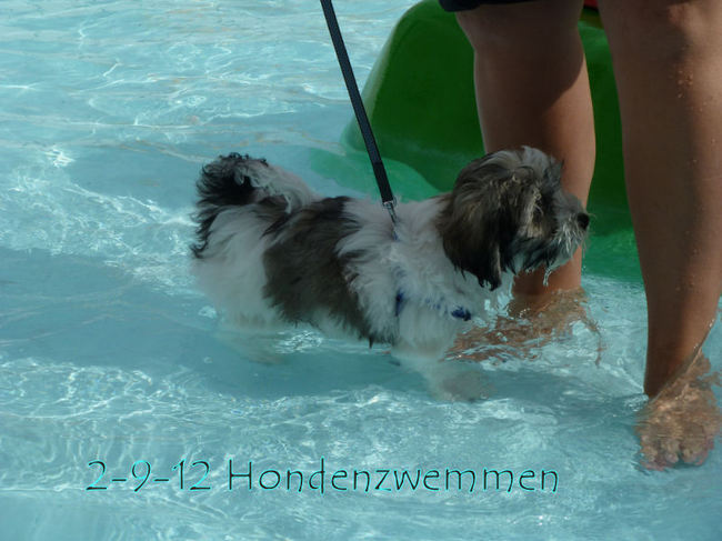 Vandaag mochten de hondjes zwemmen in het buitenbad. Tibo is alvast aan het wennen voor volgend jaar!!!