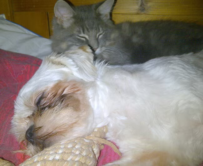 Samen Slapen