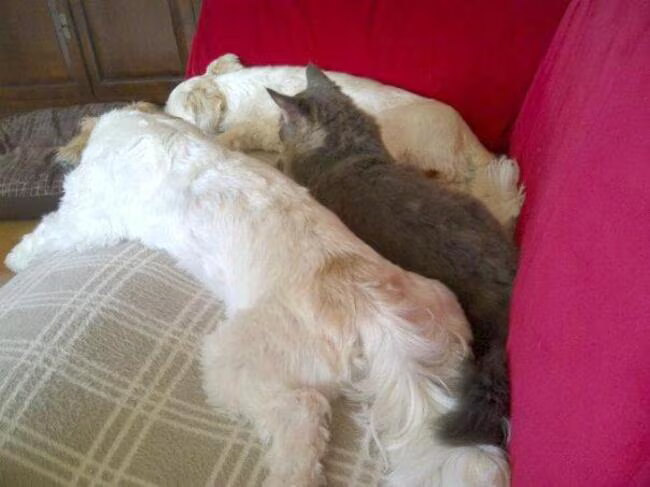 Forever Friends