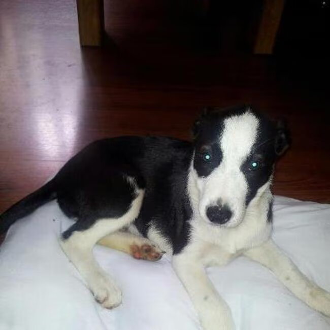 Hallo ik ben Chika (Border Collie)van 9 weken. Sinds gisteravond ben ik…
