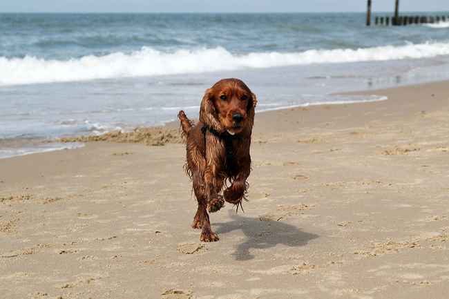 Foche voor de eerste keer aan zee .