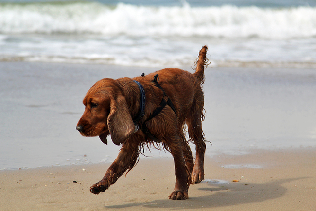 Foche voor de eerste keer aan zee .