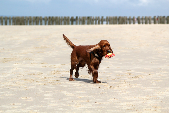 Foche voor de eerste keer aan zee .