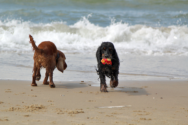 Bazil en Foche genieten van de zee .
