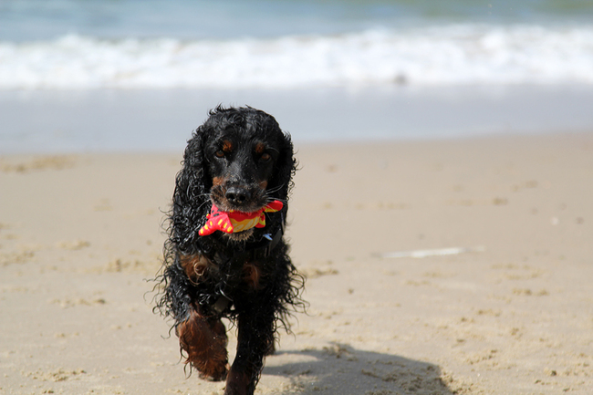 Bazil geniet van de zee .