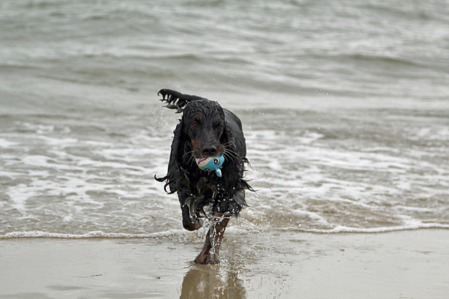 Bazil geniet van de zee .