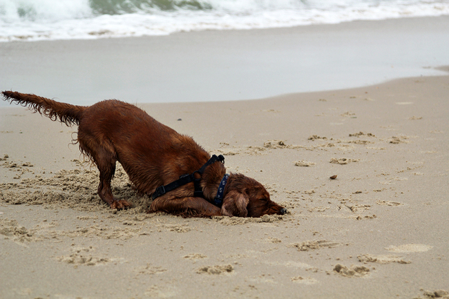Foche geniet van de zee .
