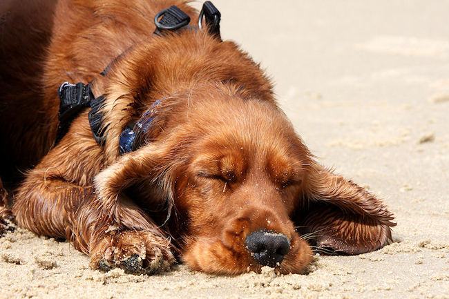  Foche geniet van de zee .
