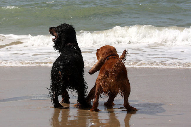 Bazil en Foche genieten van de zee .