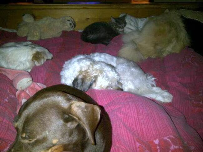 Roedeltje op bed..