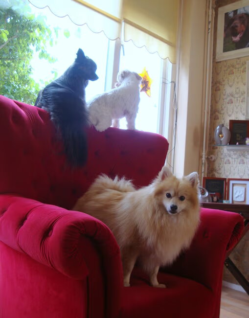 Cloudy, Zazou en Deva