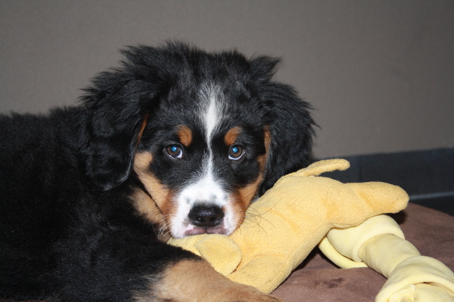 Buddy gezellig binnen met haar lievelings knuffel