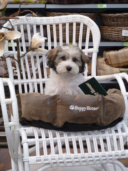 Hihi, aan de andere kant van de wand, stond een fotograaf huisdieren te fotograferen, voor 30,00 euro per foto. Ik blij dat ik mijn fototoestel bij me had hihi