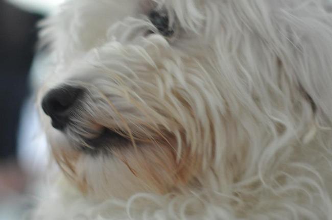 Tibo zijn papa Dinky 1 jaar oud.