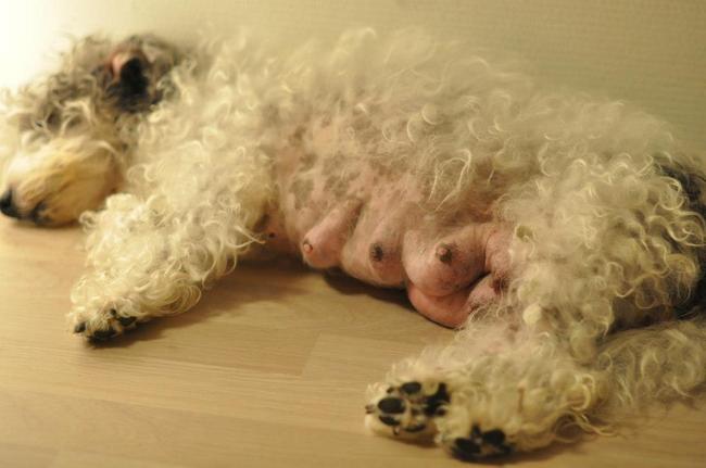 Tibo zijn mama Pani, zwanger van 5 schattige pups. Waar zou Tibo zitten? vast voorin want hij is een haantje de voorste hahaha
Mama haar spenen zijn klaar voor de pups.