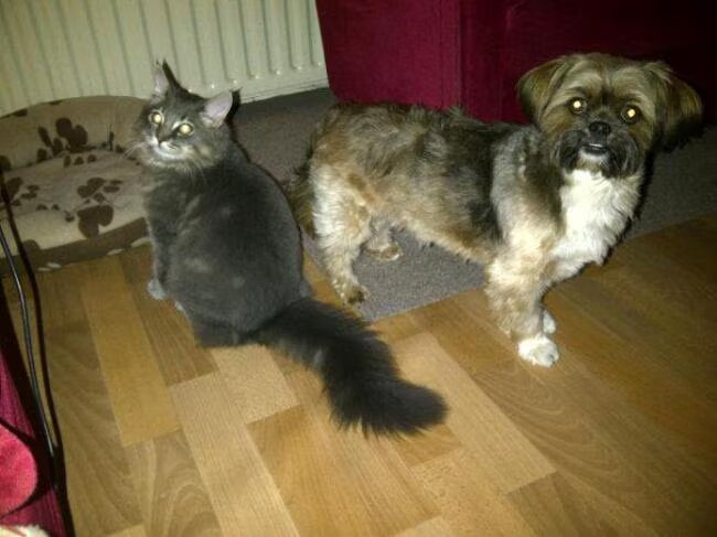 Wolfje maakt zelfs met logeerhondjes heel snel vriendjes... Hier samen…
