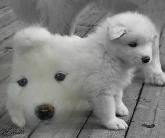 bedankt van deze mooie foto judith!