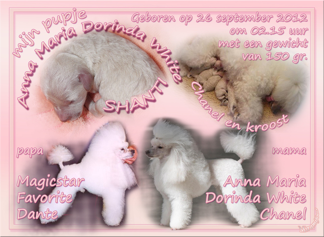 Mijn fotobewerking voor een geboortekaartje van een poedelpupje