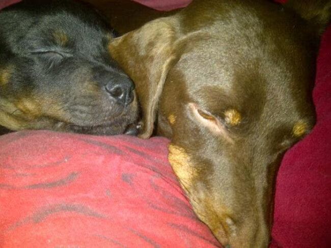 Lief!