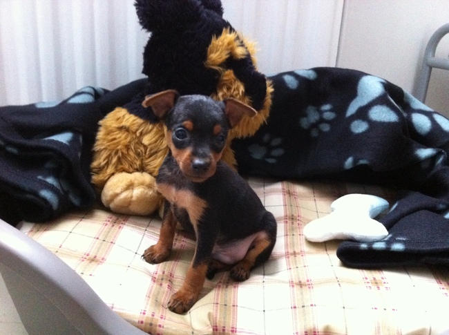 Chicko, onze dwerpincher geboren op 22 augustus 2012, zijn eerste dag thuis :-) 