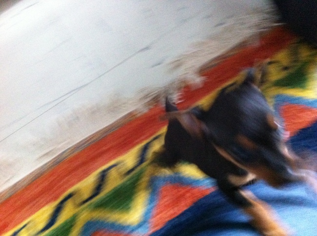 Chicko, onze dwerpincher geboren op 22 augustus 2012, zijn eerste dag thuis :-) 