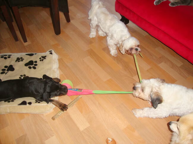 Spelen
