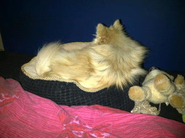 Lief Vosje op bed in zijn mandje