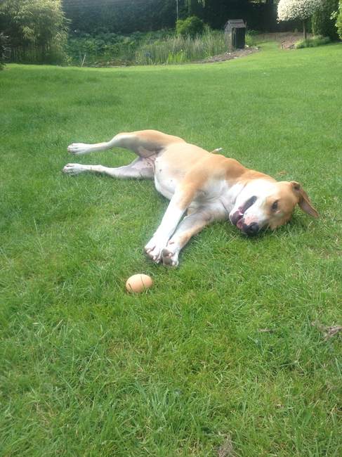 zelfs een ei breekt ze niet ;-) ze brengt hem zo mee zonder te breken 