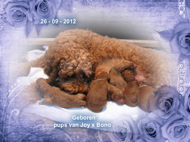 4 weken geleden ontvingen wij het fijne nieuws dat Joy 7 pupjes had gekregen.4 dames en 3 mannen