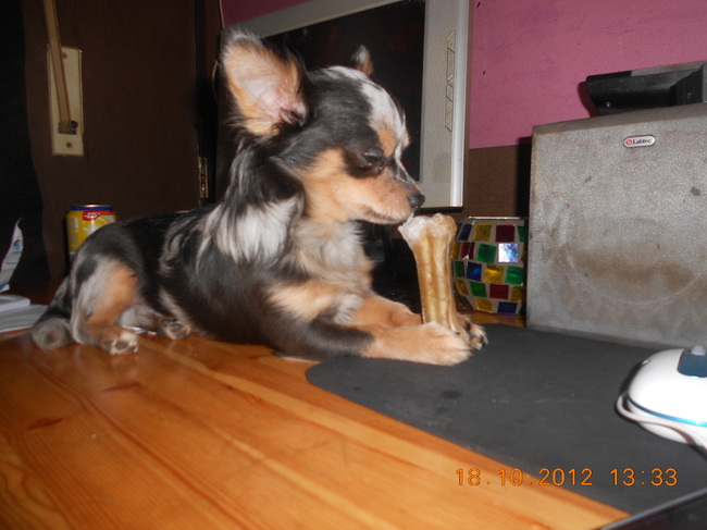 Als ik aan de pc werk is Bink altijd in de buurt