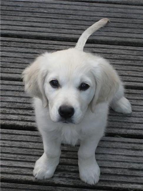 Tara - augustus 2009
Op de vlonder