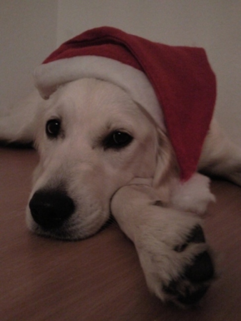 Tara - december 2009
Fotoshoot voor de kerstkaart!