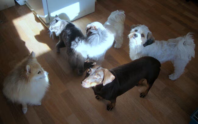 Mijn lieverds