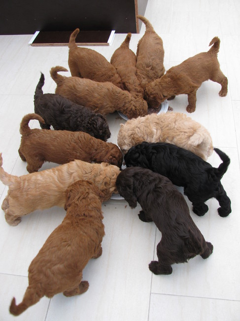 lekker papmaaltijd.2 honden hebben binnen een week een nestje gekregen.Gezellg voor de pupjes.
De lichte en hele donkere pupjes zijn 5 weken oud en die rode(7 totaal) zijn 4 weken oud op de foto