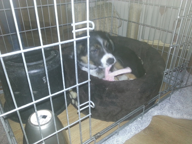 Casper! Mijn nieuwe vriendje, geboren 1 dag voordat ik mijn Tom in heb moeten laten slapen.