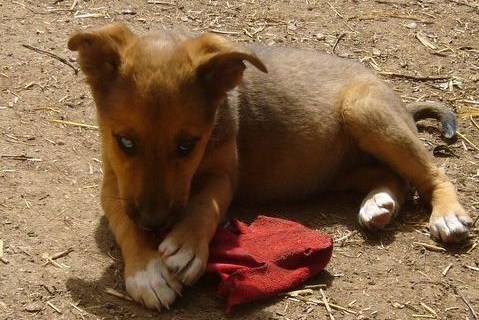 Mila al heel ondeugend.