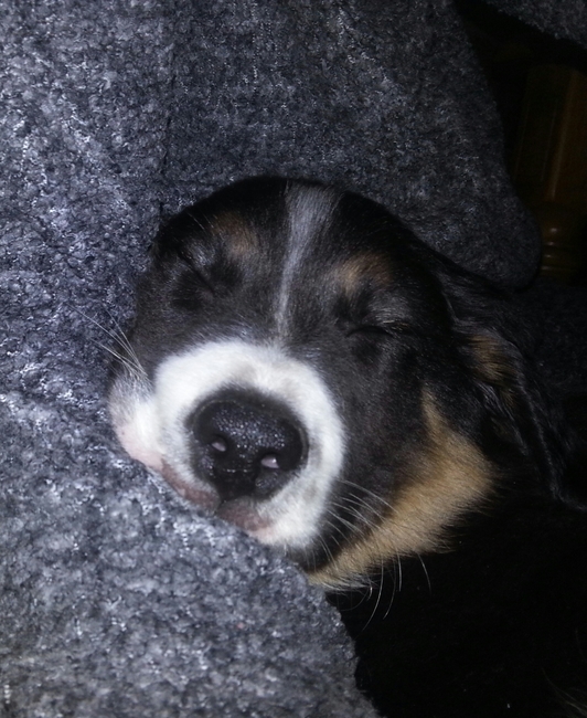 Eerste dag bij ons, even lekker wegkruipen <3