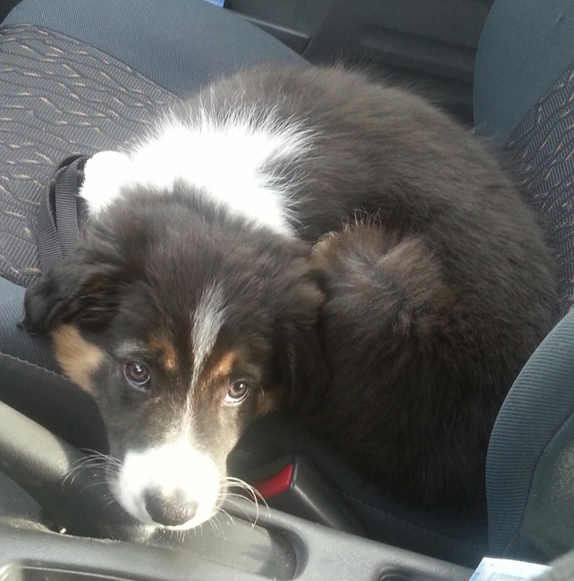 Gewoon even oefenen in de auto. Hij gaat niet los mee hoor :-)