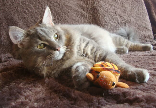Wollie de Wolf 6 maanden