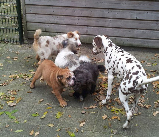 Tibo op de hondenschool. Hier mogen ze even samen spelen. Zijn grote vriend is de Australian Sheperd. Echte maatjes.