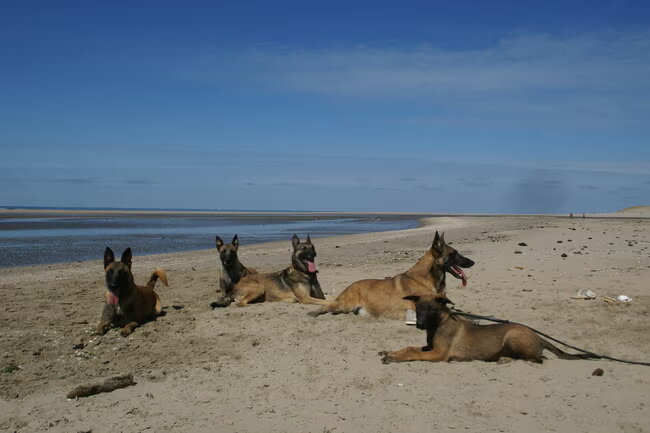 onze honden op het strand