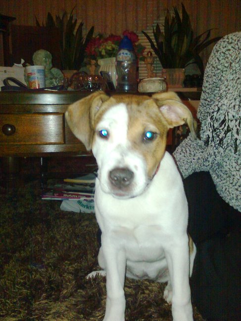 eerste dag bij mijn nieuwe baasjes