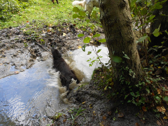 Eerst keer in het water springen