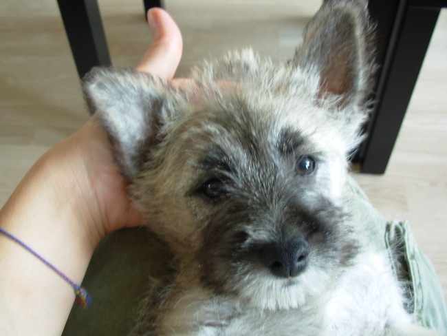 foto geniek is het wel ;)sky pup
