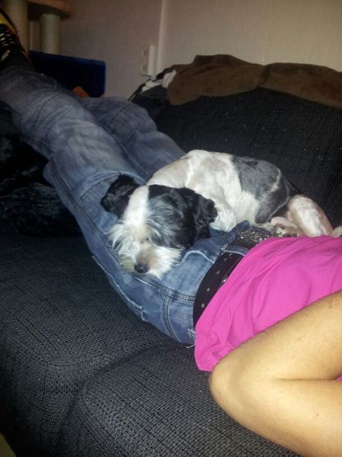 Ligt ook zo lekker, op schoot
En bij mijn nieuwe baasjes mag dat :)