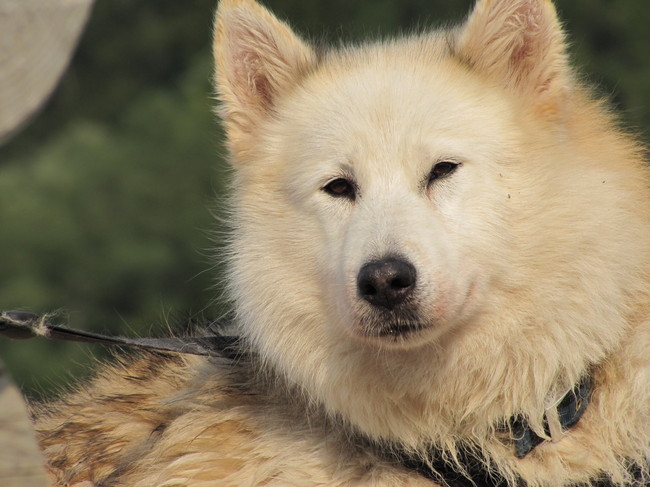 Machouffe, vrouwtje van 9 jaar.
