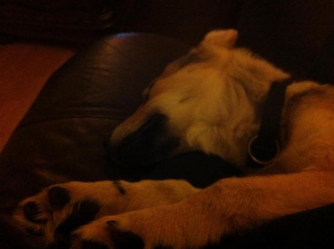 Na een heeeeeeele lange dag, op schoot slapen! Hopen dat als hij volwassen is daar toch een tweede keer over nadenkt ;-) (Waarschijnlijk... Niet :D)